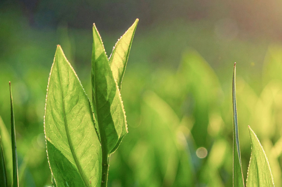 Umicore MDS - AURUNA 3408 - Umweltfreundliche Hartvergoldung - Hartgoldelektrolyt ohne Gefahrstoffe